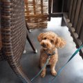 犬同伴可のカフェ『…