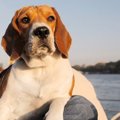 犬が座っている飼い…