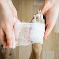 犬が散歩中に負いや…