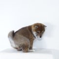 犬の『健康的なウン…