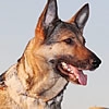 犬の体は心の大きさ…