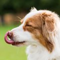 部位別！犬が体を舐…