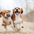 犬に嫌われる犬の特…