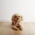 犬がずっと伏せてい…