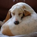 犬が下痢をしている…