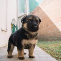 力が弱い飼い主は大…