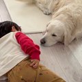 3歳の男の子が『大型…