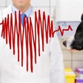 犬の心拍数が早い？…