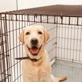 犬のケージが持つ3つ…