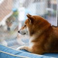 『飼い主が外出』愛…