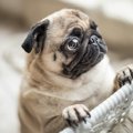 犬が『甘え鳴き』を…