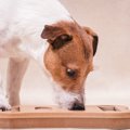 【大流行中！】犬の…
