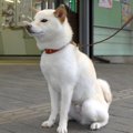 駅の前でお姉ちゃん…