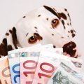犬を飼ってわかった…