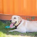 『真夏に犬の散歩』…