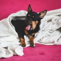 愛犬がどうしてもト…