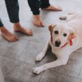 犬が飼い主に『いつ…