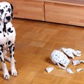 愛犬に対してイライ…