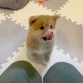 子犬に『おすわり』…