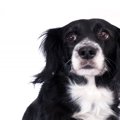 犬にとって「虐待行…