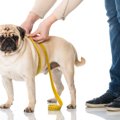犬が『痩せすぎてし…