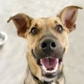 犬がご飯を散らかし…