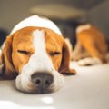 犬の元気がなくなっ…