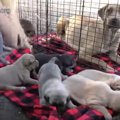 ムチムチな子犬が6匹…