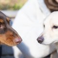 犬同士を仲良くさせ…