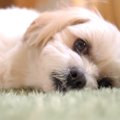 犬の頻尿の原因とな…