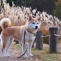 犬に『ノギ』が超危…