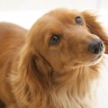 犬の『椎間板ヘルニ…