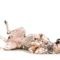 犬がお腹を見せてく…