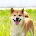 犬が興奮して暴れて…