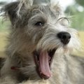 犬が『やめてほしい…