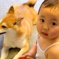 小さい女の子が、犬…