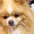 家に『お友達ワンコ…