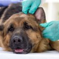 犬が外耳炎になりや…
