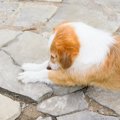 犬が足をぴーんと伸…