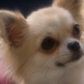 犬の涙に隠された意…
