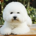 ビションフリーゼは…