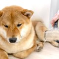 『抜け毛が多い犬種…