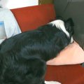 犬を『撫でるのをや…