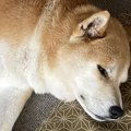 短期間でおじいちゃ…