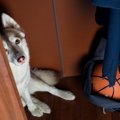 犬が飼い主に助けを…