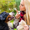 愛犬に信頼されなく…