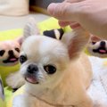 犬の『よしよし』寸…