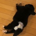 『床でコロンと転が…
