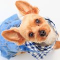 服を着せるべき犬種5…