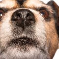 犬が鼻先をつけてく…
